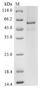 Human Transcriptional enhancer factor TEF-1 (TEAD1) Recombinant Protein, N-His-Avi, Homo sapiens (Human), E.coli, N-terminal 6xHis-Avi-tagged, 51.3 kDa, purity >≥ 85% as determined by SDS-PAGE.