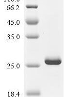 Brassica napus Defensin-like protein 2 Recombinant Protein - BioCrest Sci