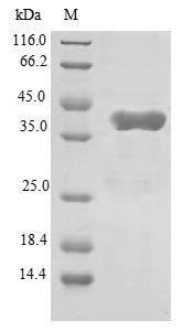 Human Glutamyl-tRNA (Gln) amidotransferase subunit C, mitochondrial (GATC) Recombinant Protein, Homo sapiens (Human), E.coli, N-terminal GST-tagged, 42.1 kDa, purity >≥ 90% as determined by SDS-PAGE.