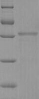 Bovine Pregnancy-associated glycoprotein 1 Recombinant Protein, C-9xHis - BioCrest Sci