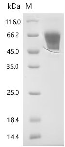 Mouse Muscle, skeletal receptor tyrosine-protein kinase (Musk), partial Recombinant Protein, C-10His, Mus musculus (Mouse), Mammalian cell, C-terminal 10xHis-tagged, 53.3 kDa, purity >≥ 95% as determined by SDS-PAGE.