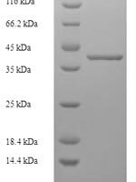 Human Transcription elongation factor A N-terminal and central domain-containing protein 2 (TCEANC2) Recombinant Protein - BioCrest Sci