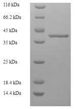 Human Transcription elongation factor A N-terminal and central domain-containing protein 2 (TCEANC2) Recombinant Protein, Homo sapiens (Human), E.coli, N-terminal 6xHis-SUMO-tagged, 40.1 kDa, purity >≥ 90% as determined by SDS-PAGE.