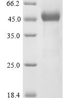 Apis mellifera Defensin-1 Recombinant Protein - BioCrest Sci