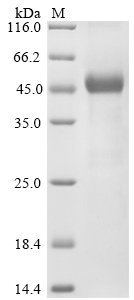 Apis mellifera Defensin-1 Recombinant Protein, Apis mellifera (Honeybee), E.coli, N-terminal 10xHis-tagged, 11.6 kDa, purity >≥ 85% as determined by SDS-PAGE.