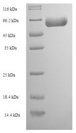 Human Actin-like protein 7A (ACTL7A) Recombinant Protein, Homo sapiens (Human), E.coli, N-terminal 6xHis-SUMO-tagged, 64.6 kDa, purity >≥ 90% as determined by SDS-PAGE.