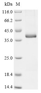 Mouse Growth/differentiation factor 15 (Gdf15) Recombinant Protein, N-hFC, Mus musculus (Mouse), Mammalian cell, N-terminal hFC-tagged, 39.9 kDa, purity >≥ 95% as determined by SDS-PAGE.