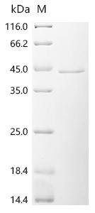 Human Tumor necrosis factor receptor type 1-associated DEATH domain protein (TRADD) Recombinant Protein, C-His, Homo sapiens (Human), E.coli, C-terminal 6xHis-tagged, 41.2 kDa, purity >≥ 90% as determined by SDS-PAGE.