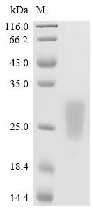 Mouse Bridging integrator 1 (Bin1), partial Recombinant Protein, N-His, Mus musculus (Mouse), Yeast, N-terminal 6xHis-tagged, 18.1 kDa, purity >≥ 95% as determined by SDS-PAGE.