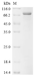 Human Glucose 1,6-bisphosphate synthase(PGM2L1) Recombinant Protein, Homo sapiens (Human), E.coli, N-terminal 10xHis-tagged and C-terminal Myc-tagged, 75.6 kDa, purity >≥ 85% as determined by SDS-PAGE.