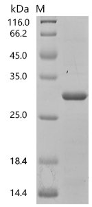 Oryza sativa subsp. japonica Os11g0293800 protein, partial Recombinant Protein, Oryza sativa subsp. japonica (Rice), E.coli, C-terminal 6xHis-tagged, 26.8 kDa, purity >≥ 85% as determined by SDS-PAGE.