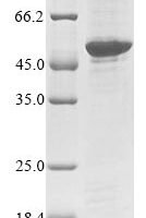 Mouse Neural retina-specific leucine zipper protein (Nrl) Recombinant Protein - BioCrest Sci