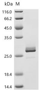 Human Heterogeneous nuclear ribonucleoproteins A2/B1 (HNRNPA2B1), partial Recombinant Protein, C-10His, Homo sapiens (Human), Mammalian cell, C-terminal 10xHis-tagged, 23.8 kDa, purity >≥ 95% as determined by SDS-PAGE.≥ 95% as determined by SEC-HPLC.