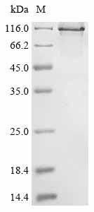 Human Bone morphogenetic protein 1 (BMP1) Recombinant Protein, N-hFc1, Homo sapiens (Human), Mammalian cell, N-terminal hFc1-tagged, 124.1 kDa, purity >≥ 95% as determined by SDS-PAGE.