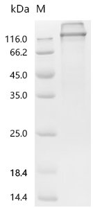 Human Proto-oncogene tyrosine-protein kinase receptor Ret (RET), partial Recombinant Protein, C-hFc1, Homo sapiens (Human), Mammalian cell, C-terminal hFc1-tagged, 96.7 kDa, purity >≥ 95% as determined by SDS-PAGE.