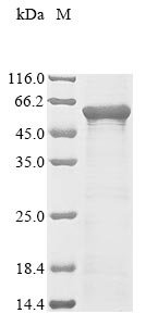 Human Hepatocyte nuclear factor 3-alpha (FOXA1) Recombinant Protein, N-10His/C-Myc, Homo sapiens (Human), E.coli, N-terminal 10xHis-tagged and C-terminal Myc-tagged, 56.6 kDa, purity >≥ 85% as determined by SDS-PAGE.