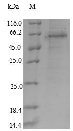 Human Runt-related transcription factor 3 (RUNX3) Recombinant Protein, Homo sapiens (Human), E.coli, N-terminal 10xHis-tagged and C-terminal Myc-tagged, 49.4 kDa, purity >≥ 90% as determined by SDS-PAGE.