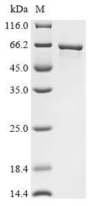 Human E3 ubiquitin-protein ligase makorin-1 (MKRN1) Recombinant Protein, Homo sapiens (Human), E.coli, N-terminal 10xHis-tagged, 59.4 kDa, purity >≥ 95% as determined by SDS-PAGE.