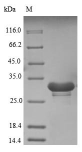 Human U1 small nuclear ribonucleoprotein 70 kDa (SNRNP70), partial Recombinant Protein, Homo sapiens (Human), E.coli, N-terminal 6xHis-tagged, 28.7 kDa, purity >≥ 85% as determined by SDS-PAGE.