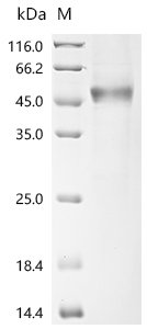 Human Secreted and transmembrane protein 1 (SECTM1), partial, Biotinylated Recombinant Protein, Homo sapiens (Human), Mammalian cell, C-terminal hFc1-tagged, 41.6 kDa, purity >≥ 85% as determined by SDS-PAGE.