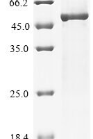 Dog Angiopoietin-2 (ANGPT2) Recombinant Protein - BioCrest Sci