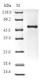 Human Fibroblast growth factor 14 (FGF14) Recombinant Protein, N-GST, Homo sapiens (Human), E.coli, N-terminal GST-tagged, 55.5 kDa, purity >≥ 90% as determined by SDS-PAGE.