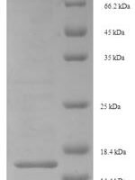 Bombyx mori Prothoracicotropic hormone Recombinant Protein - BioCrest Sci