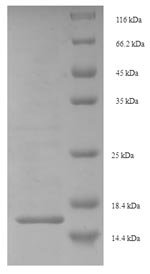 Bombyx mori Prothoracicotropic hormone Recombinant Protein, Bombyx mori (Silk moth), E.coli, N-terminal 6xHis-tagged, 16.7 kDa, purity >≥ 90% as determined by SDS-PAGE.