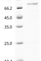 Pig Protocadherin beta 7 (PCDHB7), partial Recombinant Protein - BioCrest Sci