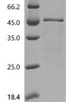 Mouse Serum paraoxonase/lactonase 3 (Pon3) Recombinant Protein, N-10His/C-Myc - BioCrest Sci