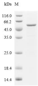 Human Stromelysin-1 (MMP3) Recombinant Protein, Homo sapiens (Human), E.coli, C-terminal 6xHis-tagged, 49.7 kDa, purity >≥ 85% as determined by SDS-PAGE.