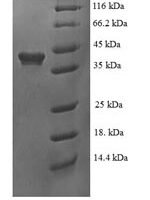 Human RNA binding protein fox-1 homolog 2 (RBFOX2) Recombinant Protein - BioCrest Sci