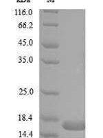 Bacillus sp. Levanase, partial Recombinant Protein - BioCrest Sci