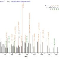 Human Caprin-1 (CAPRIN1) Recombinant Protein, N-10His, aa 2–709, Baculovirus - BioCrest Sci