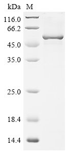 Dog Angiopoietin-1 (ANGPT1) Recombinant Protein, C-His, aa 20–497, E.coli, Canis lupus familiaris (Dog) (Canis familiaris), E.coli, C-terminal 6xHis-tagged, 56.3 kDa, purity >≥ 85% as determined by SDS-PAGE.