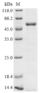 Mouse E3 ubiquitin-protein ligase TRIM21 (Trim21) Recombinant Protein, Mus musculus (Mouse), Baculovirus, N-terminal 10xHis-tagged, 56.7 kDa, purity >≥ 85% as determined by SDS-PAGE.