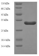 Bacillus subtilis Probable flavodoxin-2 (ykuP) Recombinant Protein, Bacillus subtilis (strain 168), E.coli, N-terminal 6xHis-SUMO-tagged, 32.6 kDa, purity >≥ 90% as determined by SDS-PAGE.