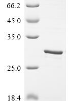 Mouse Beta-defensin 6 (Defb6) Recombinant Protein - BioCrest Sci