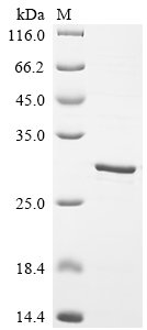 Mouse Beta-defensin 6 (Defb6) Recombinant Protein, Mus musculus (Mouse), E.coli, N-terminal GST-tagged, 31.1 kDa, purity >≥ 85% as determined by SDS-PAGE.