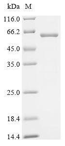 Mouse Neurotrimin (Ntm) Recombinant Protein, Mus musculus (Mouse), E.coli, N-terminal GST-tagged, 59.2 kDa, purity >≥ 85% as determined by SDS-PAGE.