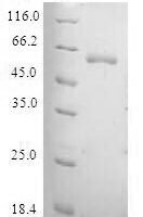 Human TAF5-like RNA polymerase II p300/CBP-associated factor-associated factor 65 kDa subunit 5L (TAF5L) Recombinant Protein - BioCrest Sci
