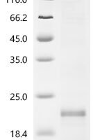 Dog Interleukin-13 (IL13) Recombinant Protein, C-His - BioCrest Sci
