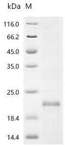 Dog Interleukin-13 (IL13) Recombinant Protein, C-His, Canis lupus familiaris (Dog) (Canis familiaris), E.coli, C-terminal 6xHis-tagged, 19.3 kDa, purity >≥ 85% as determined by SDS-PAGE.