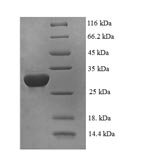 Human DNA-binding protein inhibitor ID-2 (ID2) Recombinant Protein, Homo sapiens (Human), E.coli, N-terminal 6xHis-SUMO-tagged, 30.9 kDa, purity >≥ 90% as determined by SDS-PAGE.