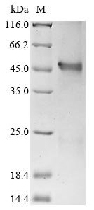 Human Interferon regulatory factor 1 (IRF1) (K29R) Recombinant Protein, Homo sapiens (Human), E.coli, N-terminal 10xHis-tagged and C-terminal Myc-tagged, 41.5 kDa, purity >≥ 85% as determined by SDS-PAGE.