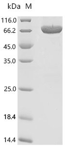 Mouse Insulin-like growth factor-binding protein complex acid labile subunit (Igfals) Recombinant Protein, E.coli, C-terminal 6xHis-tagged, 71.5 kDa, purity >≥ 90% as determined by SDS-PAGE.
