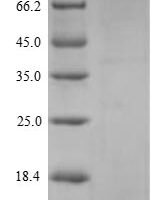 Anguilla japonica C-type natriuretic peptide (cnp) Recombinant Protein - BioCrest Sci