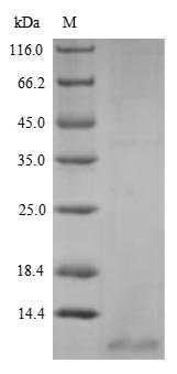 Anguilla japonica C-type natriuretic peptide (cnp) Recombinant Protein, Anguilla japonica (Japanese eel), Yeast, N-terminal 6xHis-tagged and C-terminal Myc-tagged, 5.8 kDa, purity >≥ 90% as determined by SDS-PAGE.
