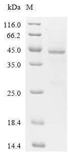 Human Eukaryotic translation initiation factor 1A, Y-chromosomal (EIF1AY) Recombinant Protein, N-GST, Homo sapiens (Human), Mammalian cell, N-terminal GST-tagged, 43.1 kDa, purity >≥ 85% as determined by SDS-PAGE.