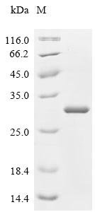 Glycine max Glycinin G1 (GY1), partial Recombinant Protein, Glycine max (Soybean) (Glycine hispida), E.coli, C-terminal 6xHis-tagged, 26.9 kDa, purity >≥ 95% as determined by SDS-PAGE.